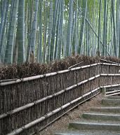 念仏寺 竹林