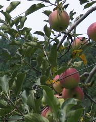 りんご狩り 原観光りんご園