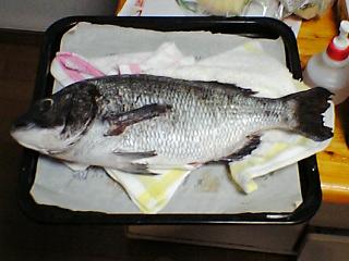 犠牲になった鯛