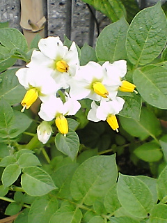 じゃがいもの花